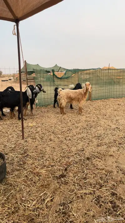 معزا عوراض حريه 5 index