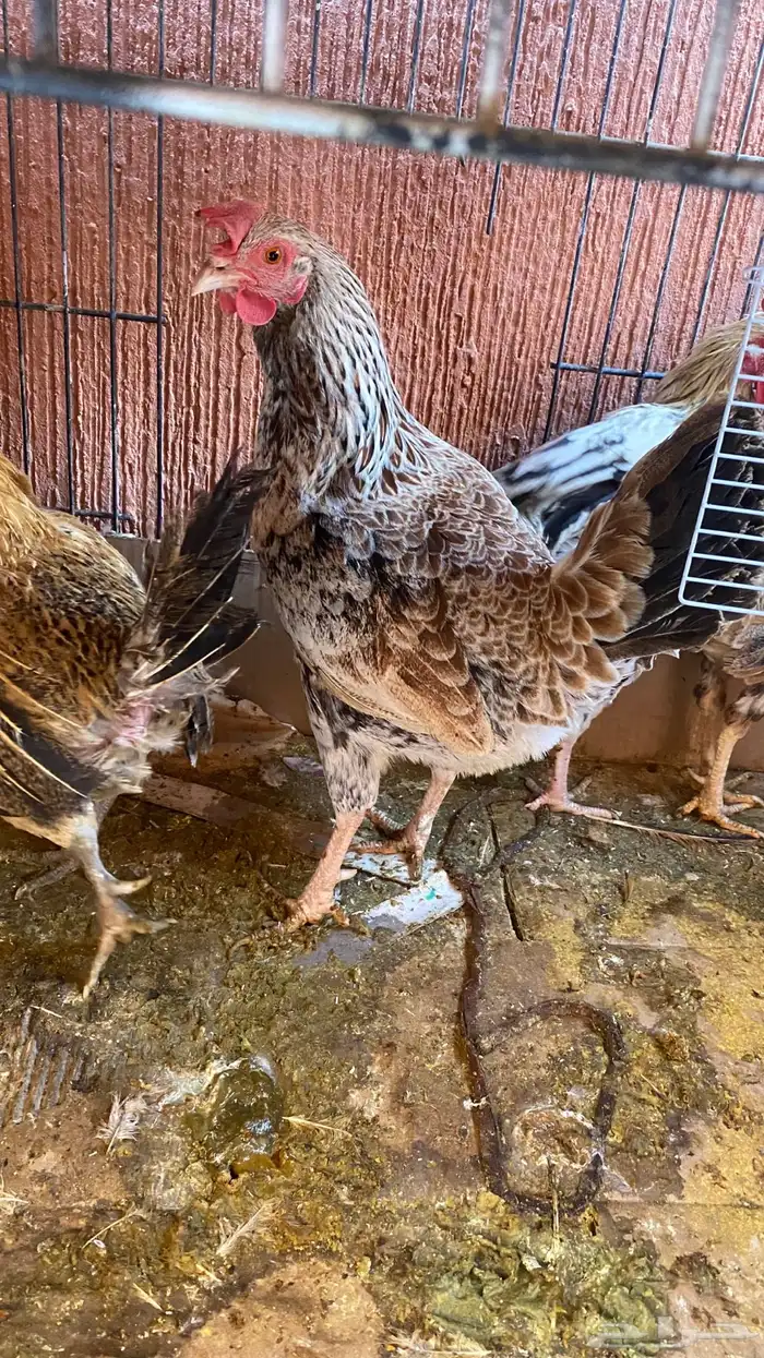 دجاج للبيع 1