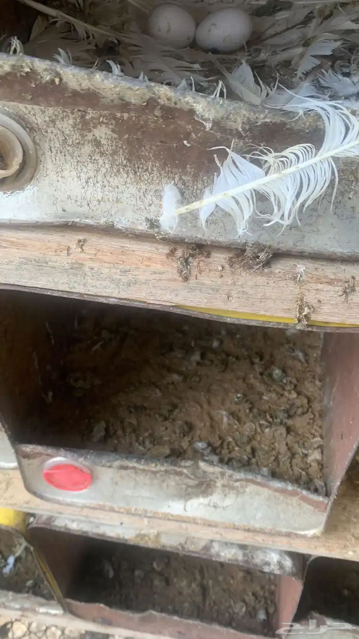 حمام فرنسي سوبر سوبر جانبو 3