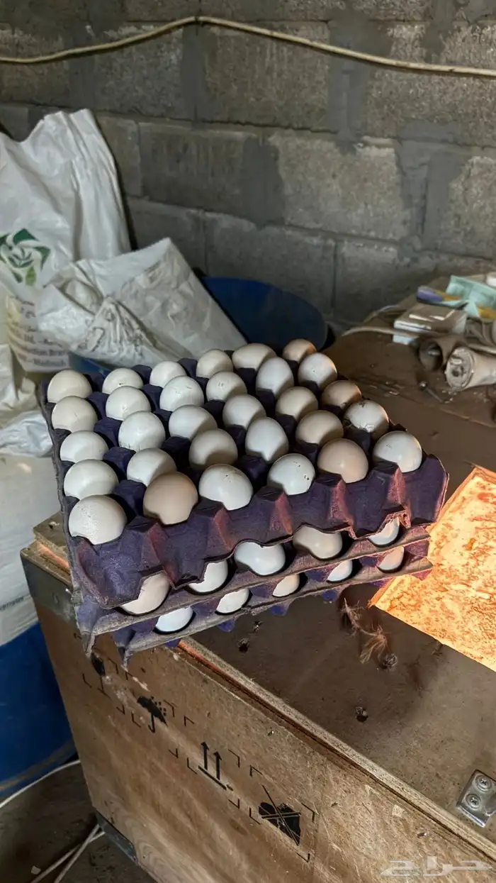 بيض بلدي 0