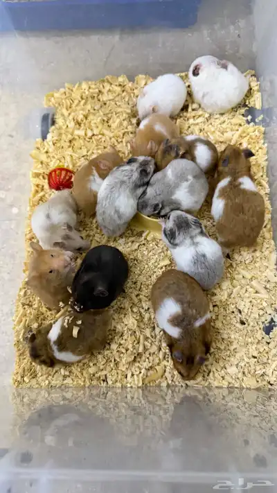 هامستر سوري منتجات index