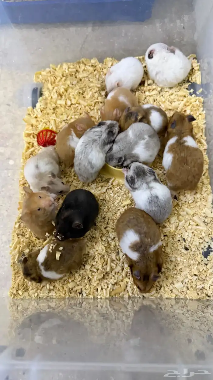 هامستر سوري منتجات 0