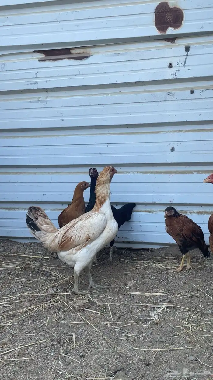 دجاج للبيع 0