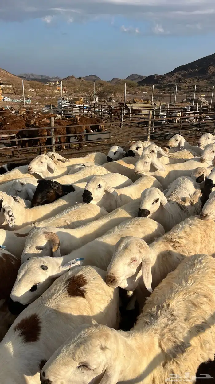 طليان سواكن جادعان شبيه الحري 8