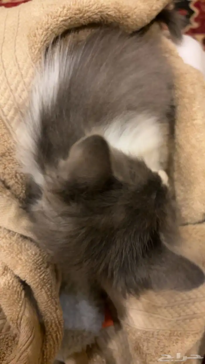 قط منقذ للتبني 1