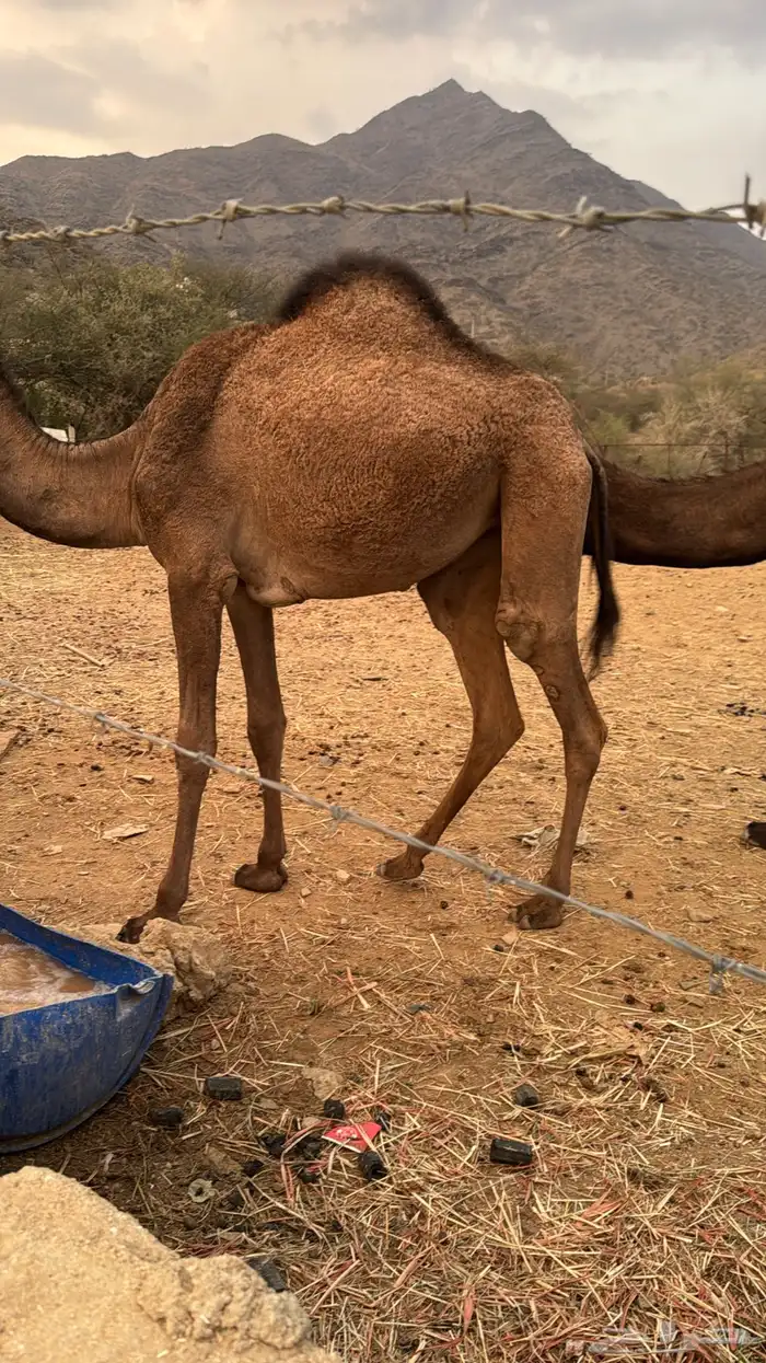 بكره للبيع 0