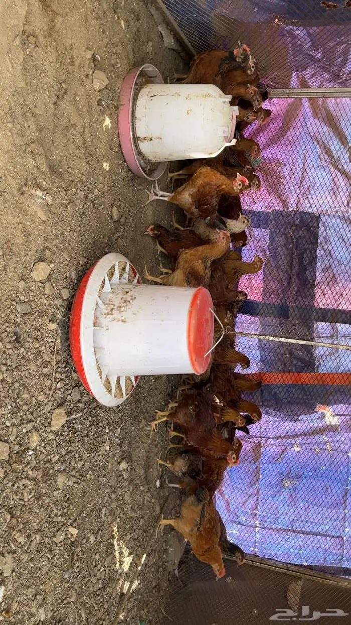 فروخ فرنسيه و عربي للبيع احجام ممتازه ومحصنه نيوكاسل و B1 0