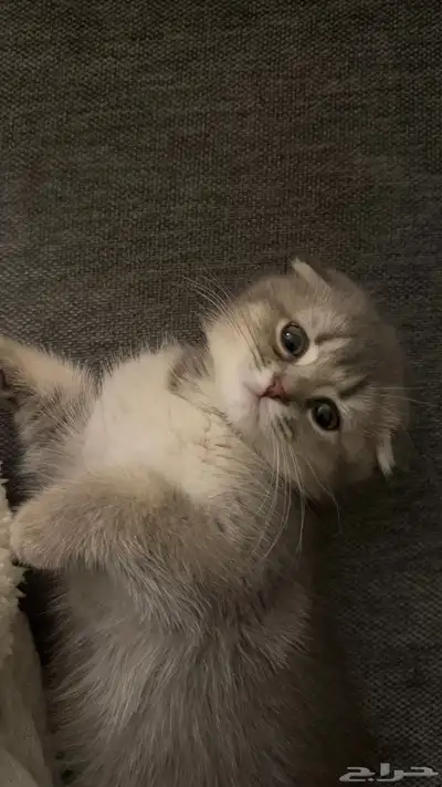 قطوه (سكوتش فولد العمر 3 اشهر ) مع جميع مستلزماتها index