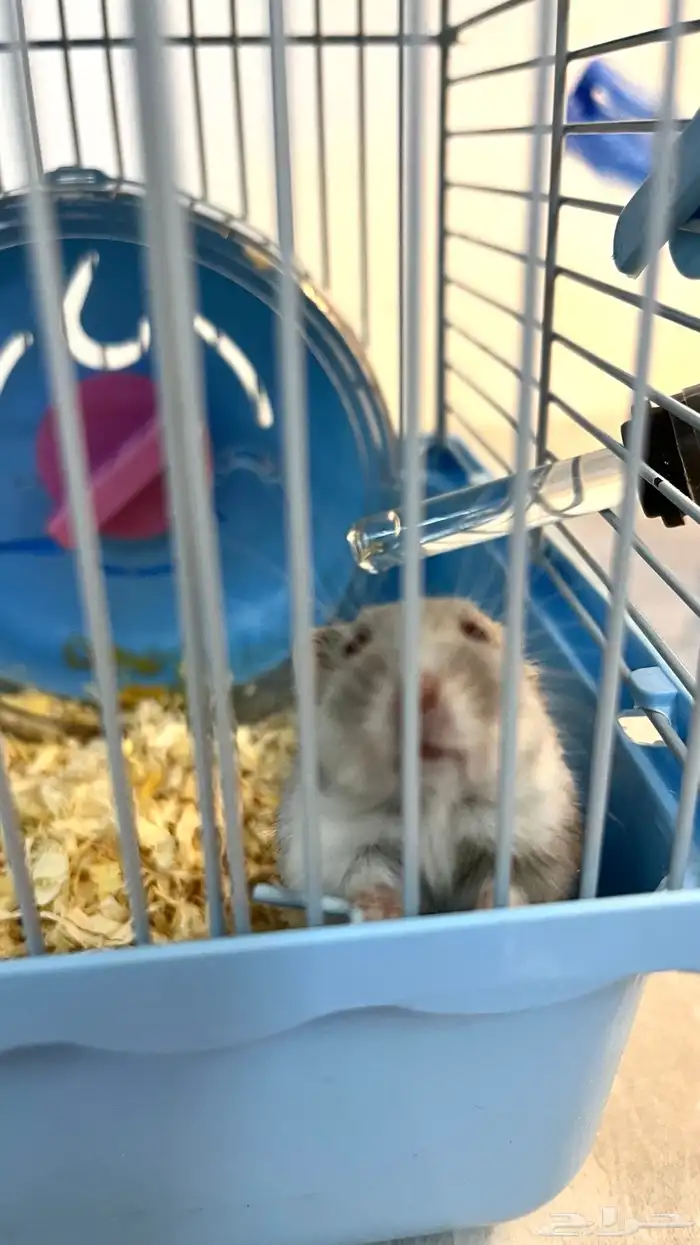 هامستر روسي 4