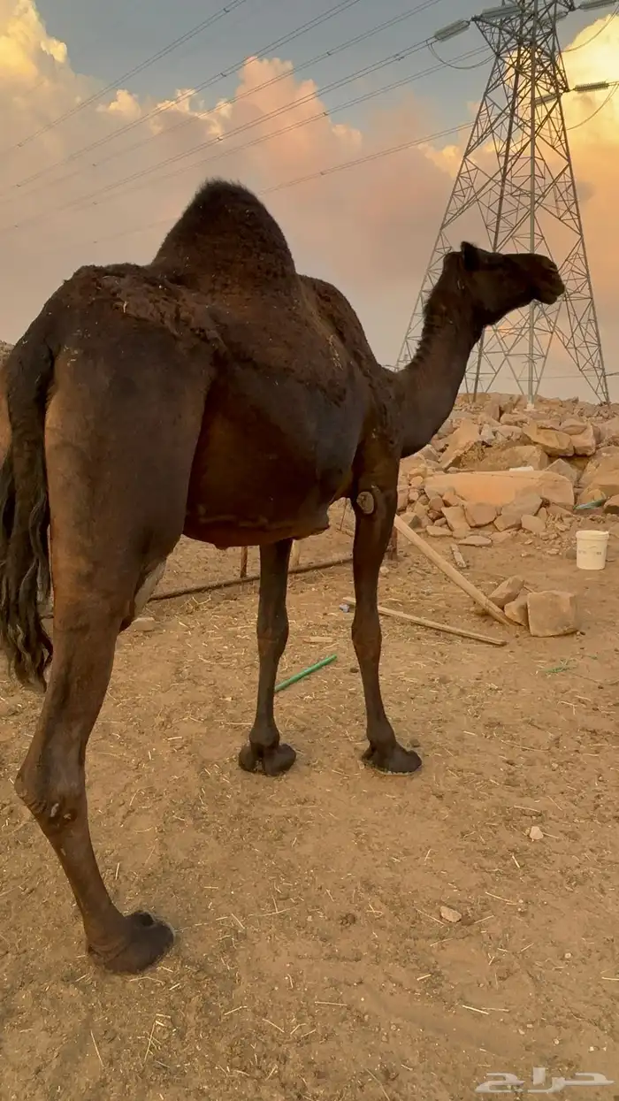 ضروبه مجهم كااايفه 0