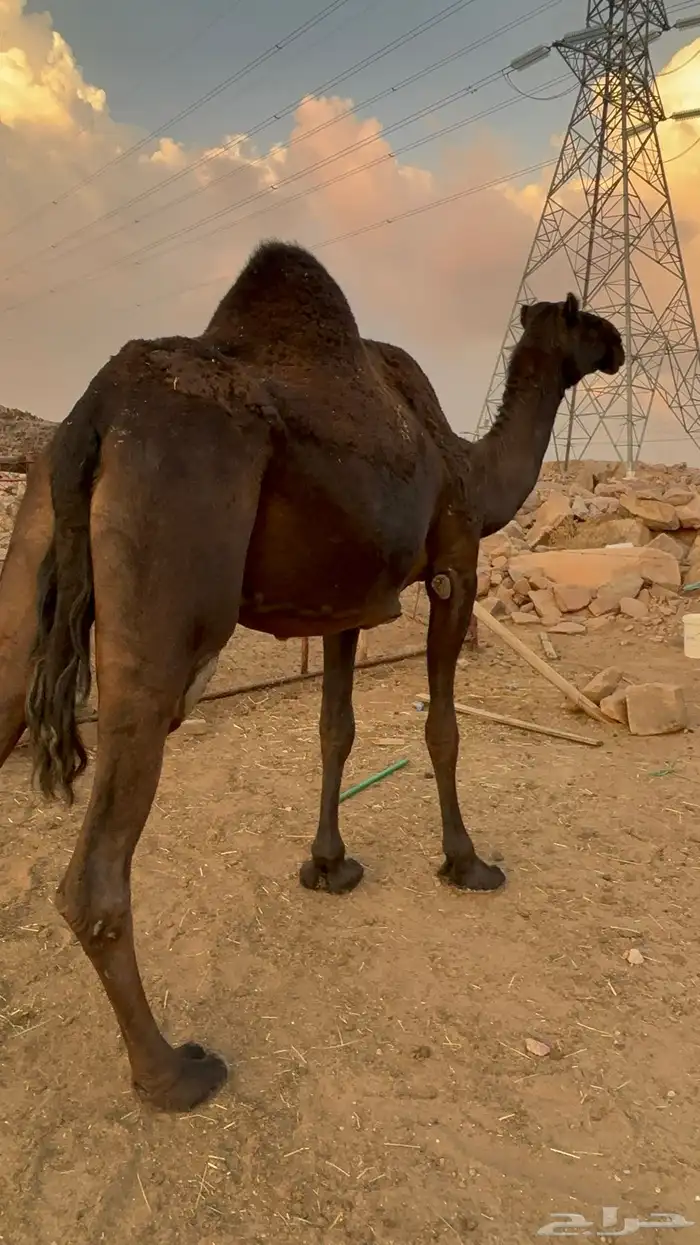 ضروبه مجهم كااايفه 1