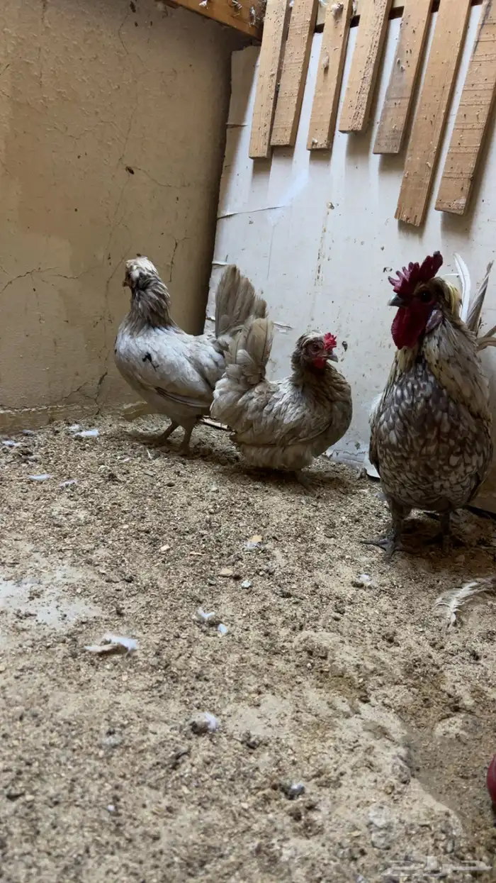 طقم حباحب توب التوب ماشاء الله 1