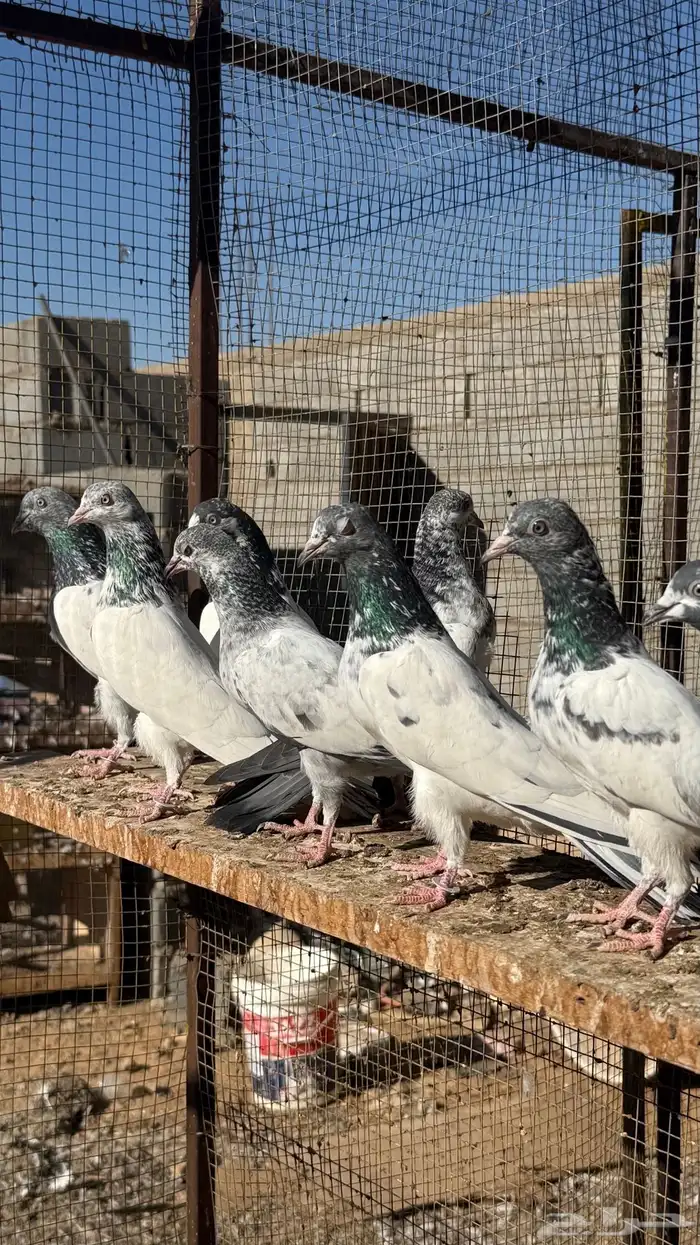 حمام باكستاني 3