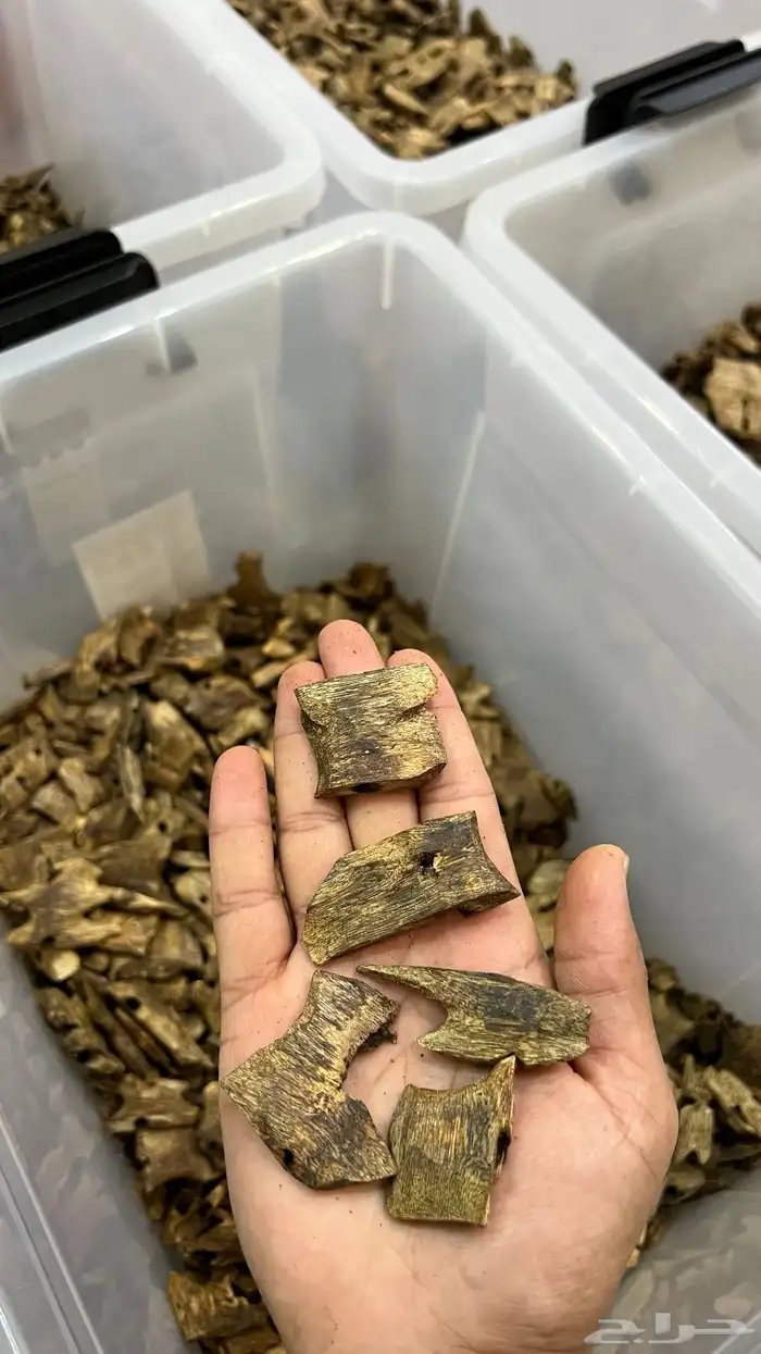 عود كينام بسعر الجملة 0