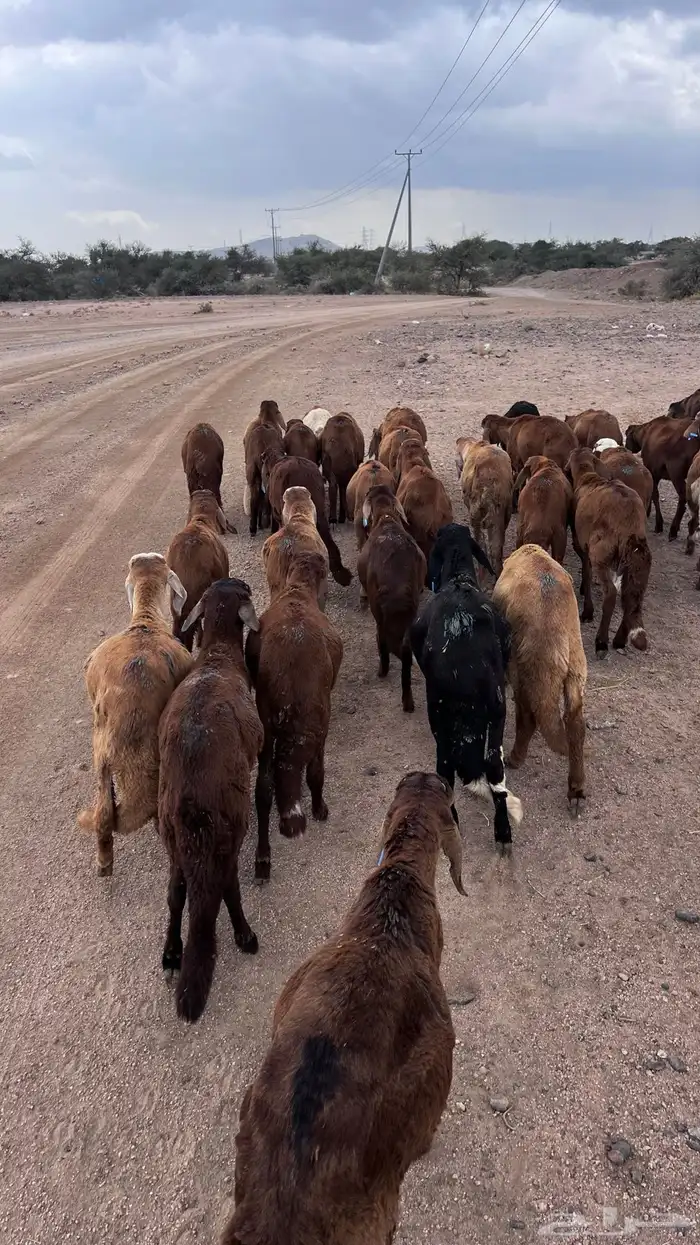 طليان سواكن حمري 3