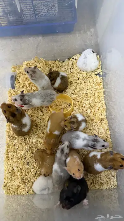 هامستر سوري منتجات index