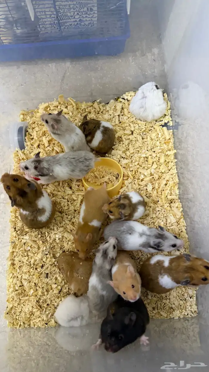 هامستر سوري منتجات 5