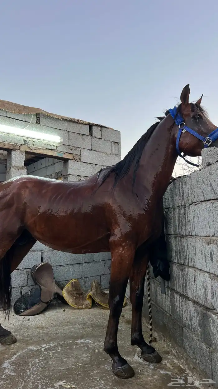 حصان للبيع 0