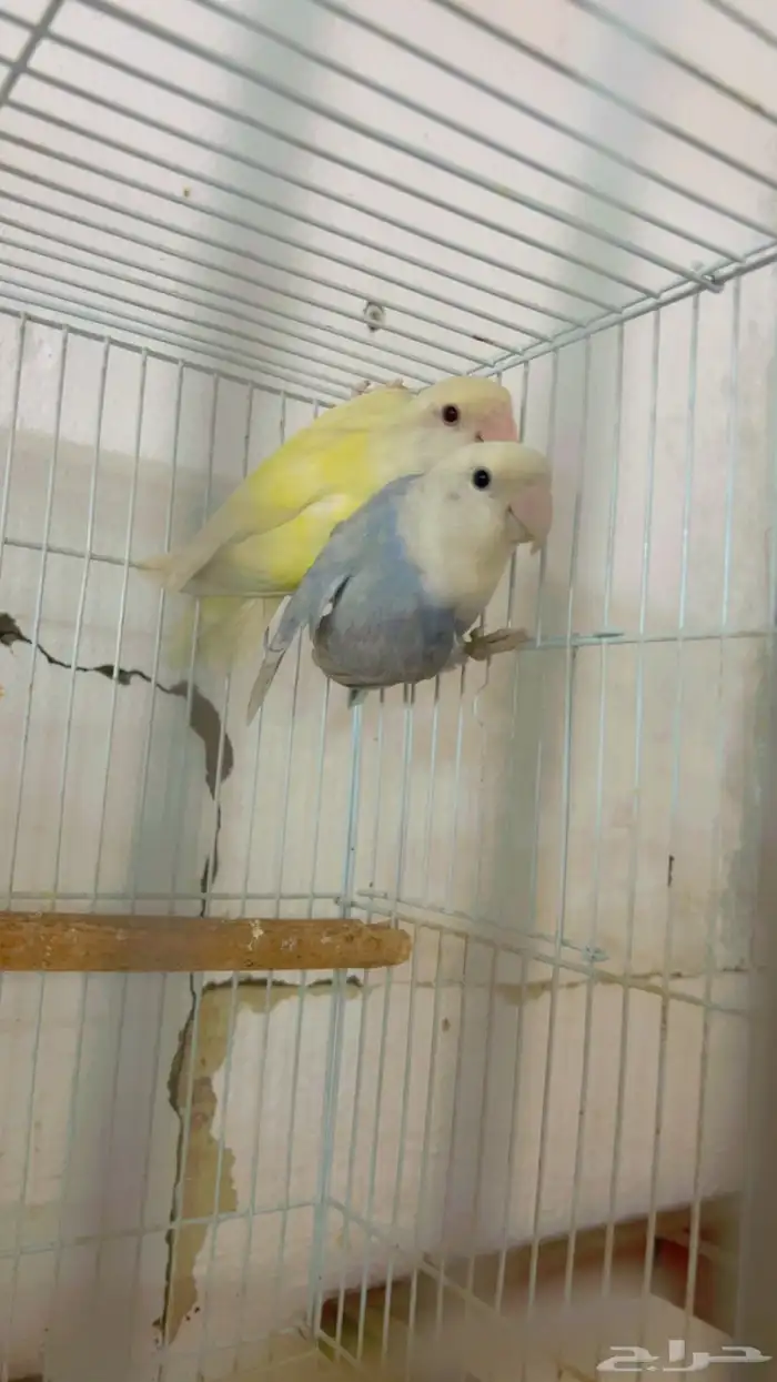 جوز روز منتج 3