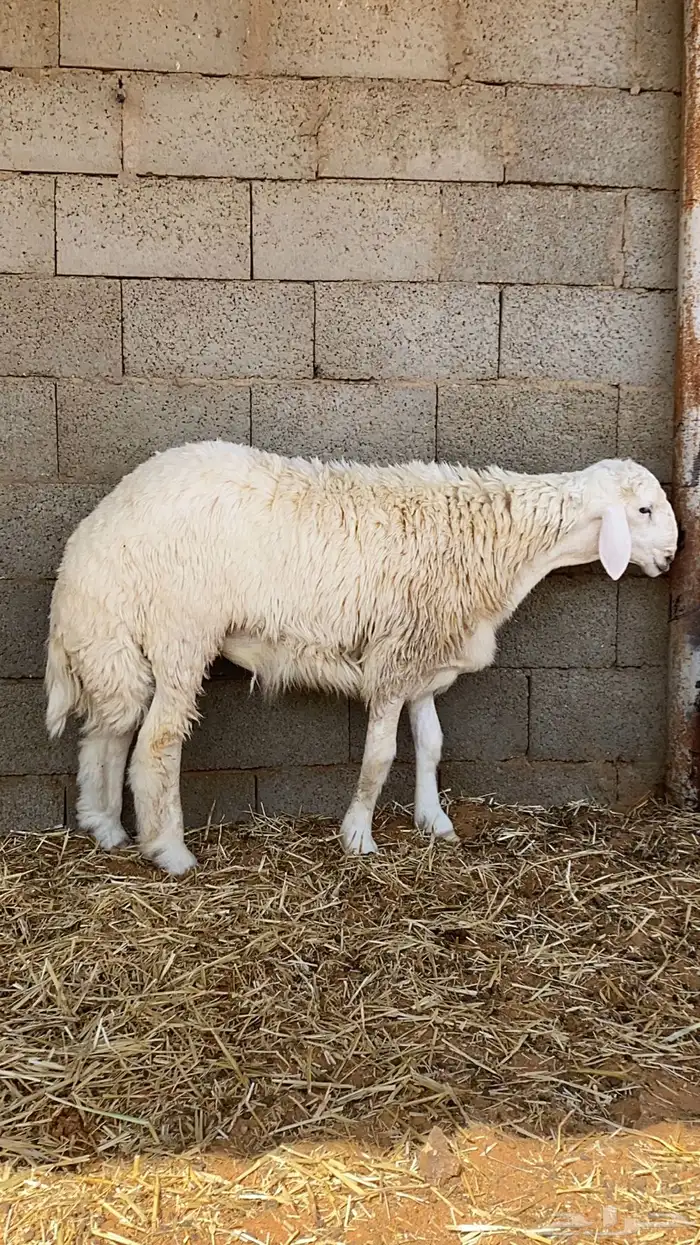 خروف فحل حري 1