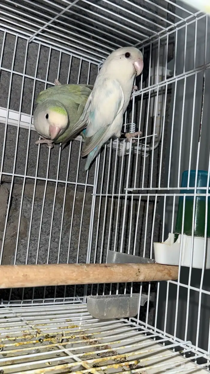 زوج روز منتج ابرق و أكوا تفاحي 0