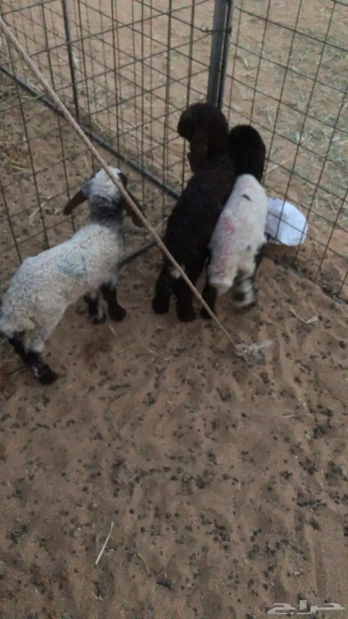 دواغير نعيمي عدد 4 3