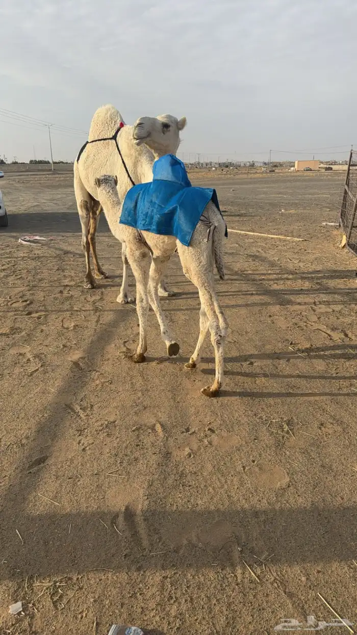 خلفه وضحى منيحه هديه تحتها قعود 0