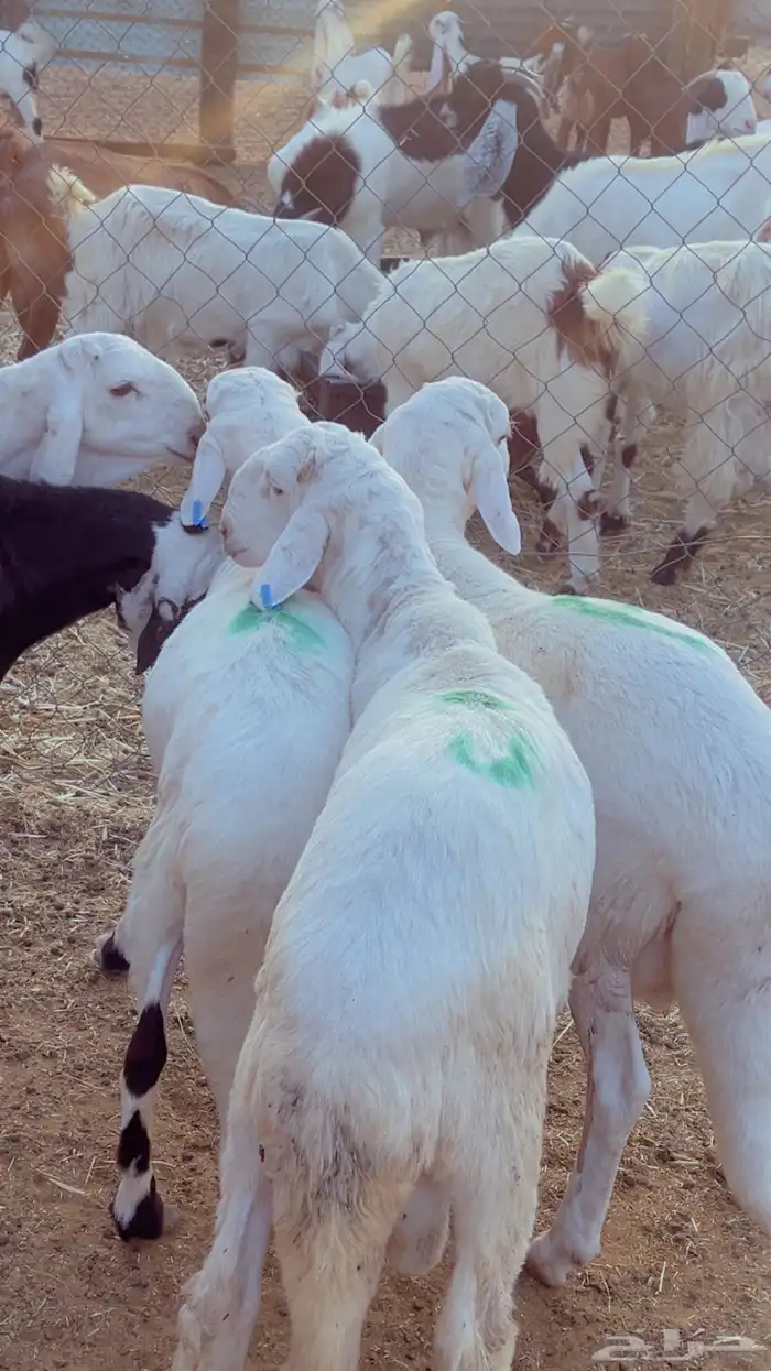 طليان سواكن مرابي 4 شهور فل شحم 6