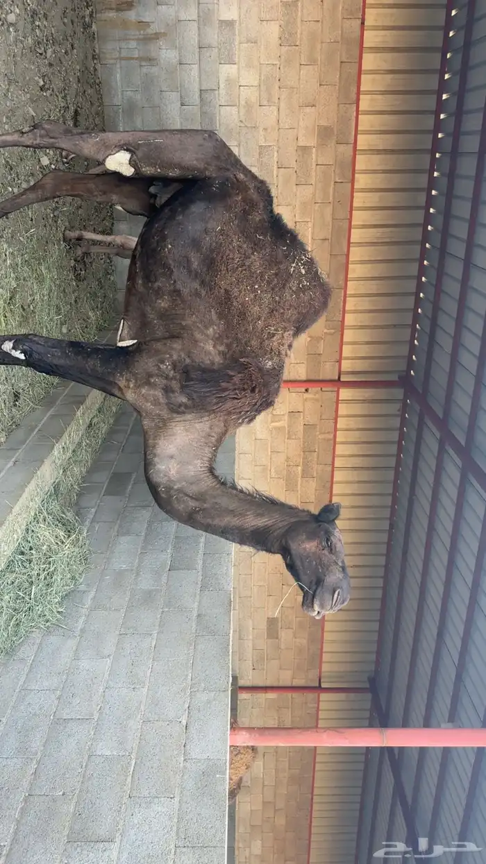 ناقه للبيع 0