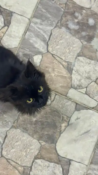 قطوه للتبني index