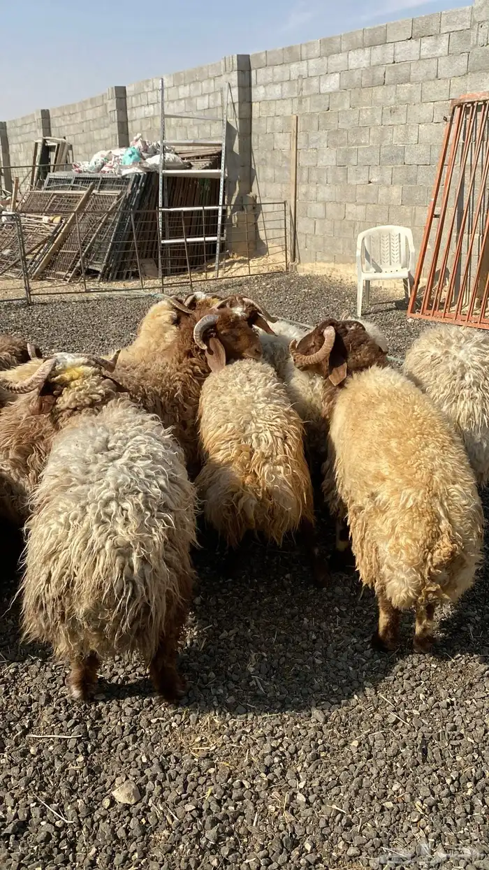 طليان نعيمي جبر ناهي 1