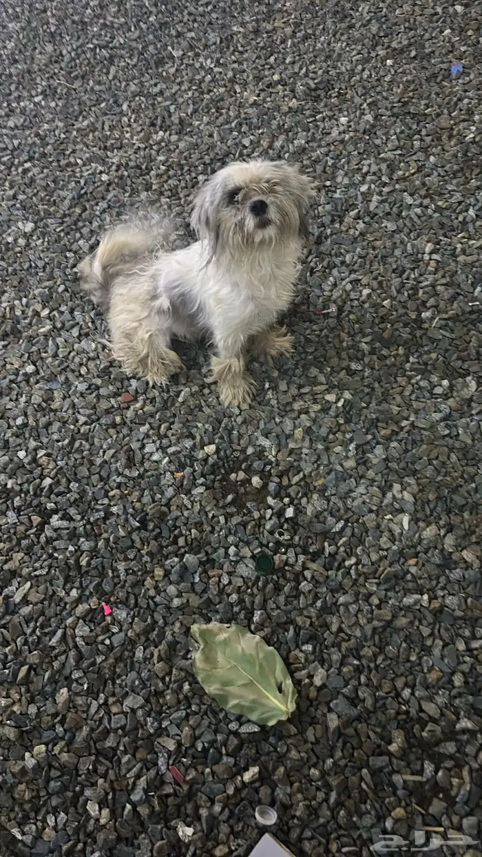 للبيع كلب مالتيز 2