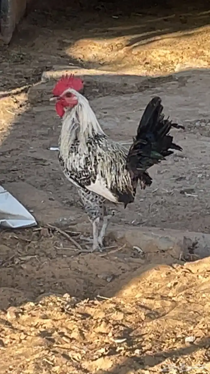 ديوك فيومي. و بلدي 6