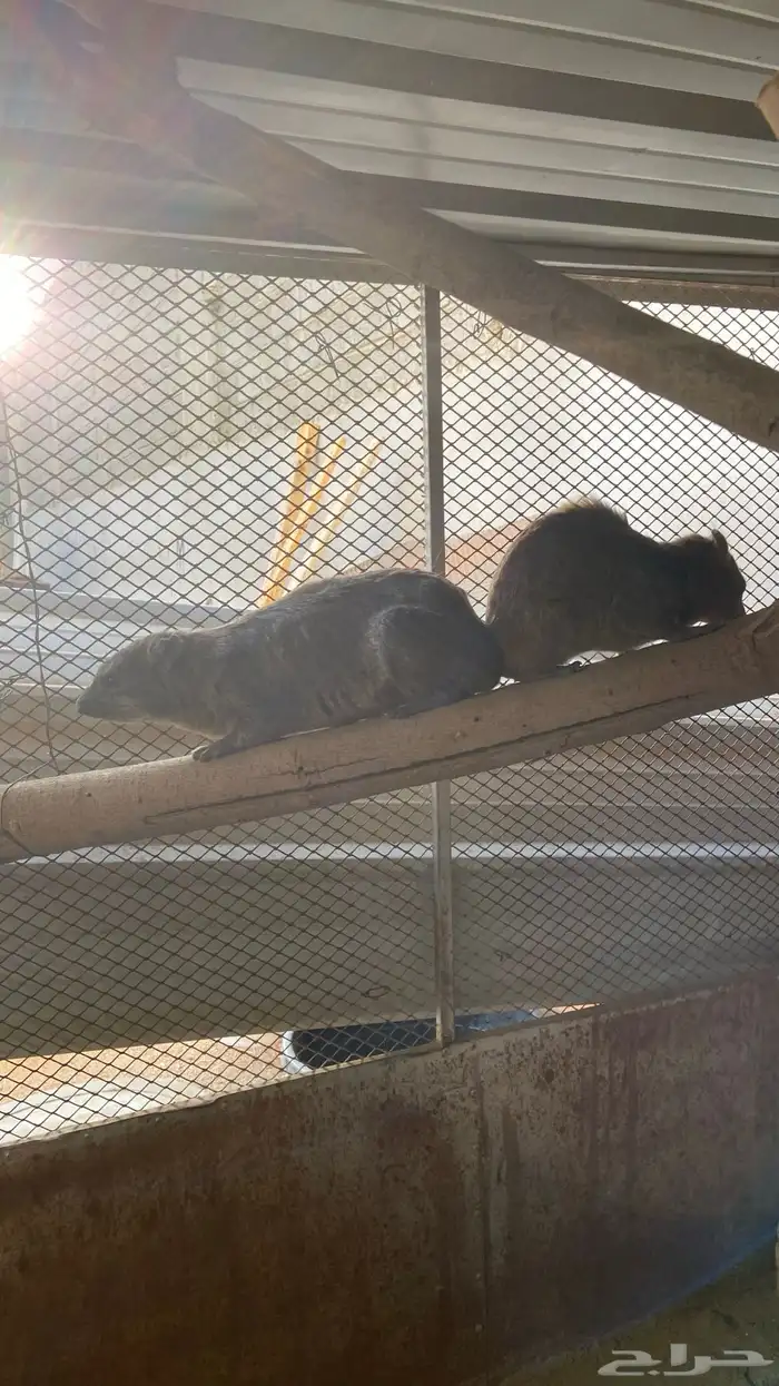 وبر ان بر يه 2