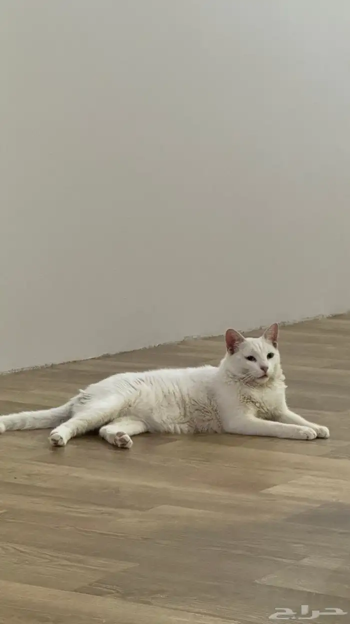 للبيع. الجنس  ذكر. لون العيون  ازرق و برتقالي .يحب اللعب 0