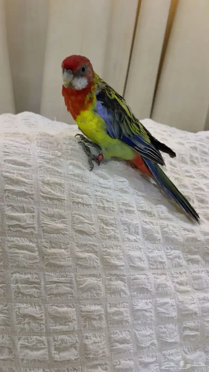 لهل النوادر لروزلا هدد متكلمه واليفه خارجي وداخلي 10