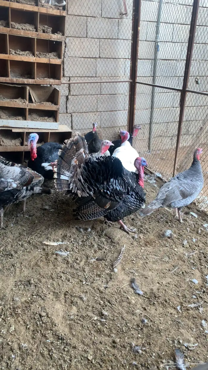 للبيع دجاج رومي جمله وتفريد 0