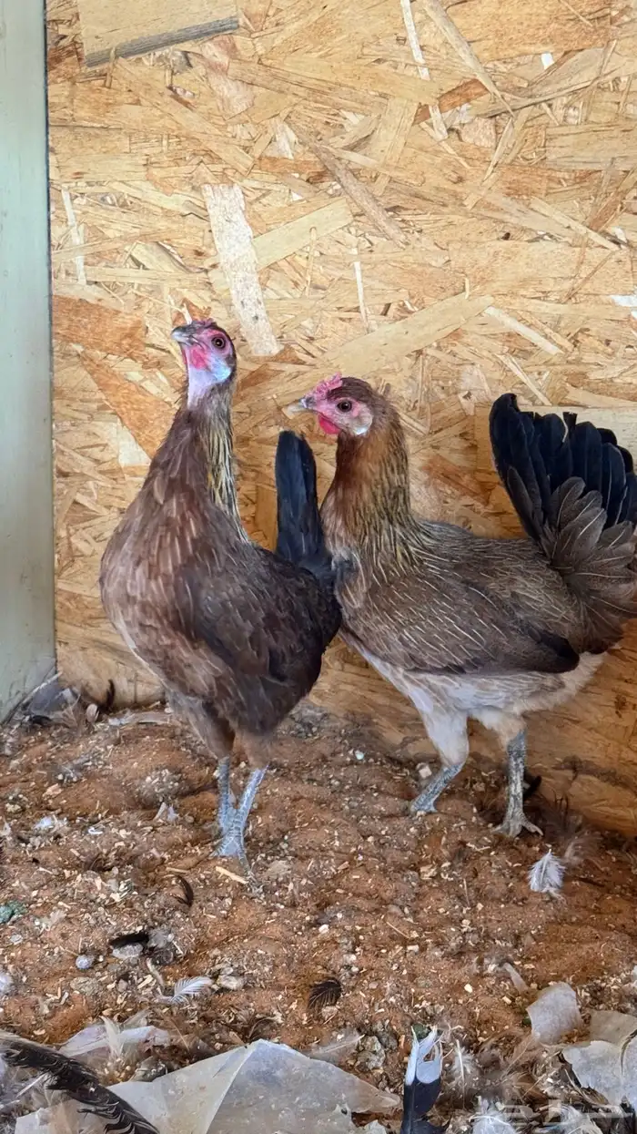 دجاج عربي ترثه اصيل فري 72