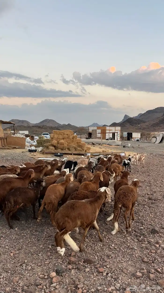 طليان سواكن حمري جادعان مرابى شرط مناسبات زواجات 6