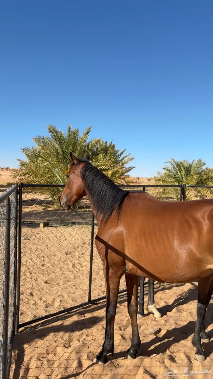 فرس حارهه جاهزه ب التشبيه 1