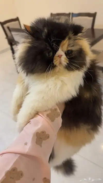 بيكي فيس فان index