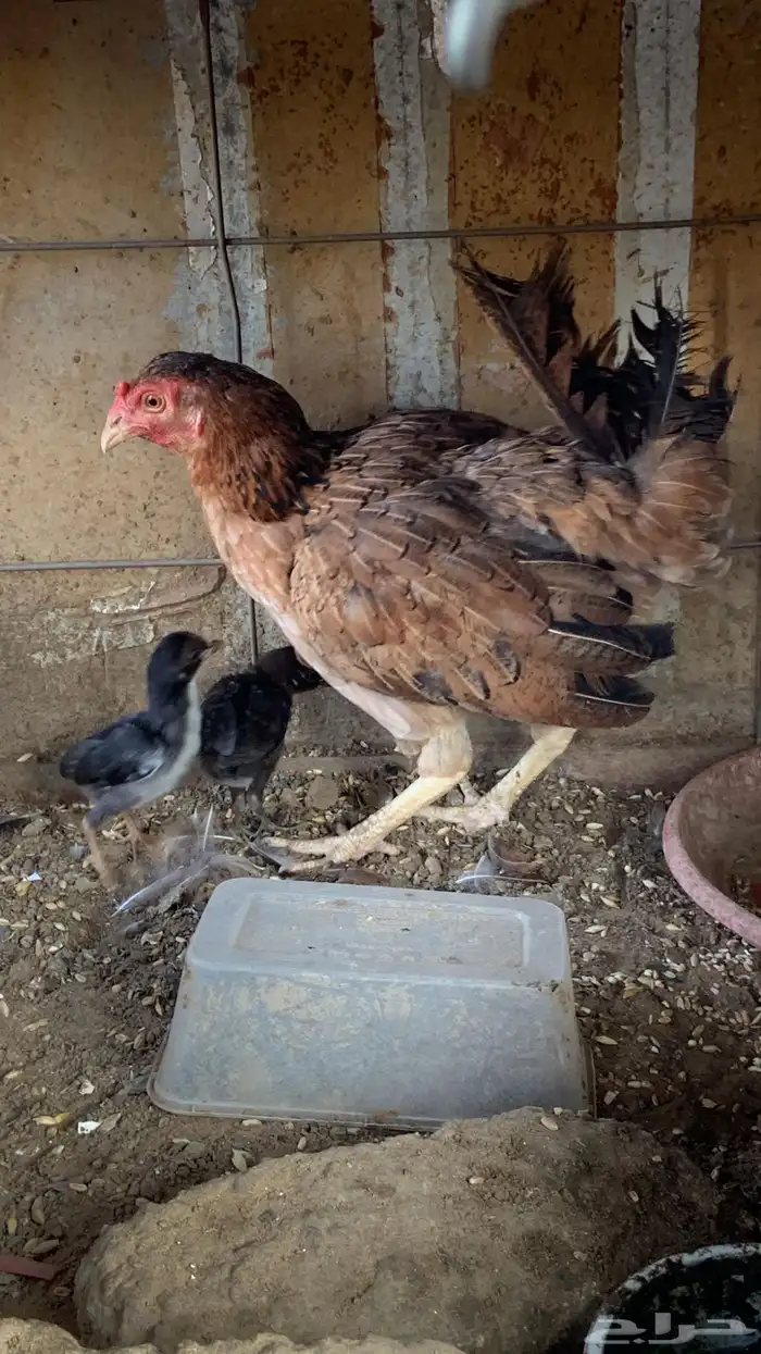 دجاج اناثي بلدي حضان شرط 4