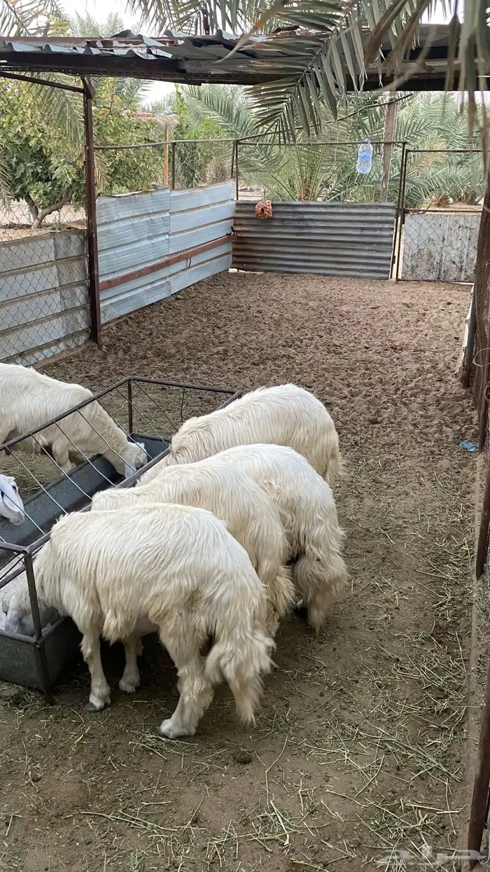 خرفان صفر بلديات 2