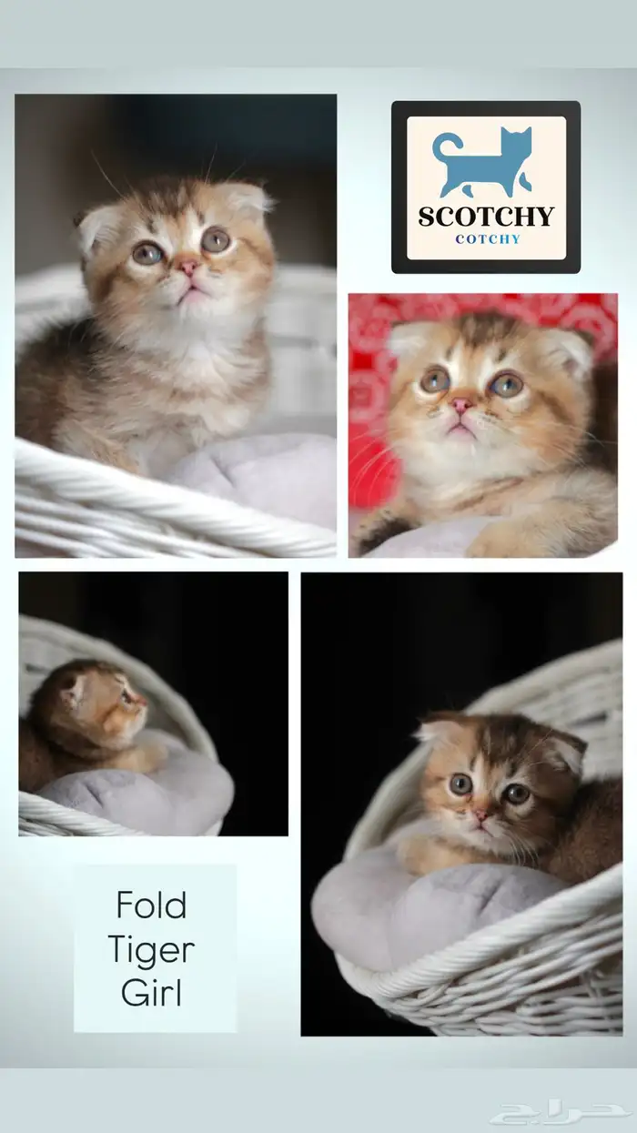 سكوتش فولد تايجر انثى 1