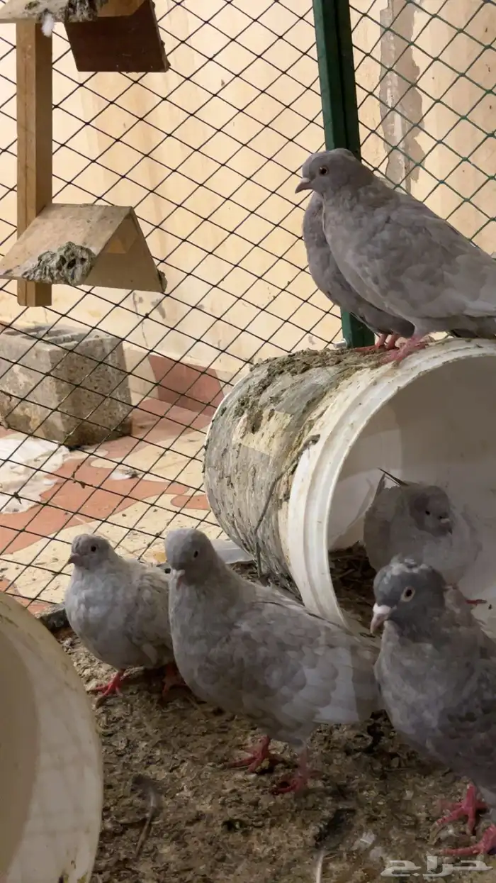 حمام غير معروف بس انا الي اشوف حمام قلابي ي لوت ي قلاب 5