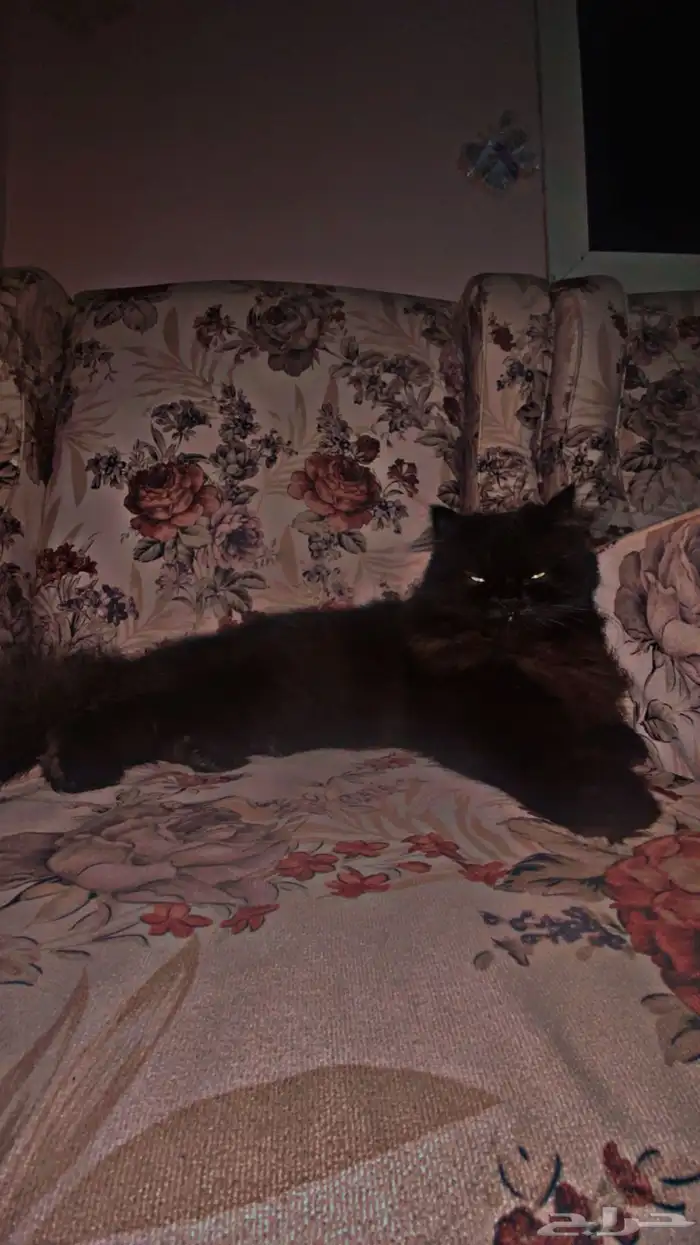 انثى لتزواج 0