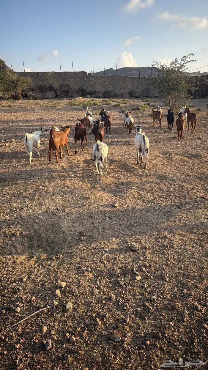 تيوس بلدي ساس وتربية فل شحم 6