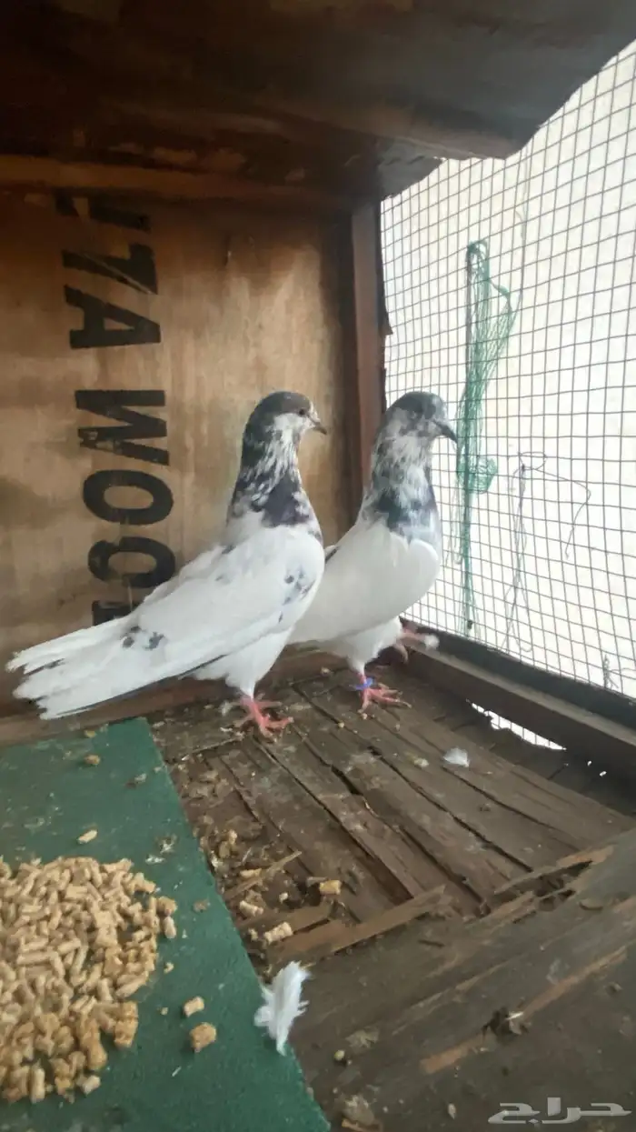 جوز بتيراء بعياله 4