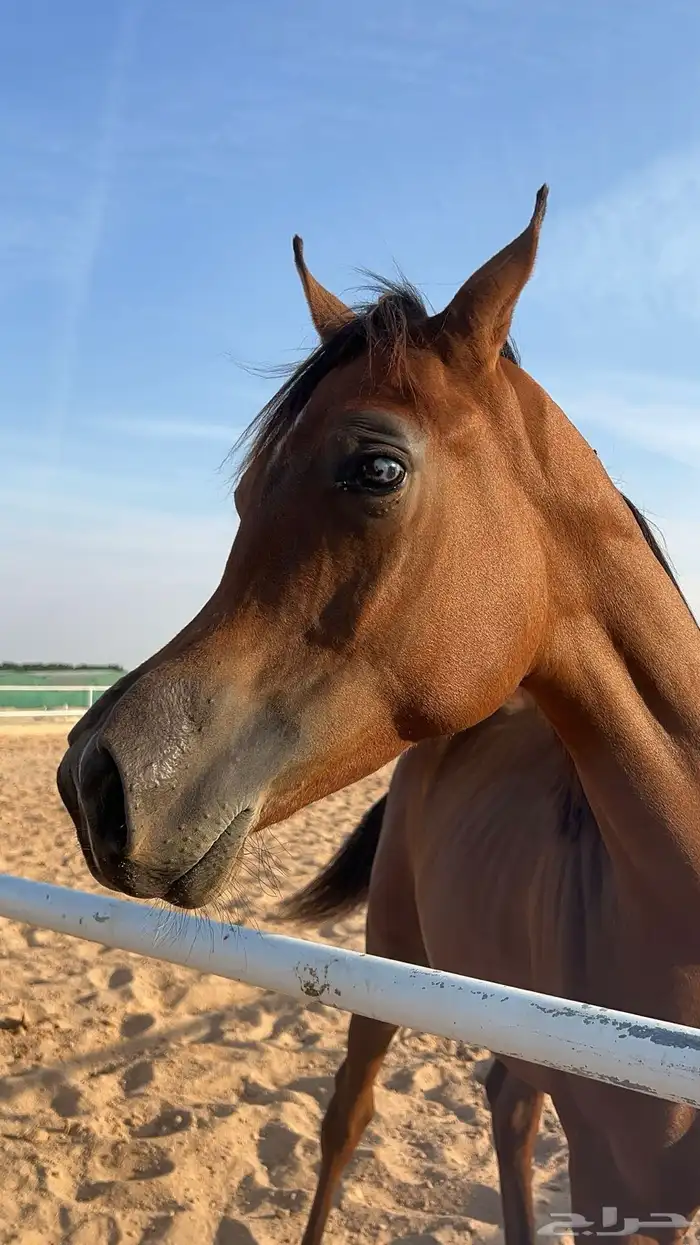 مهر واهو ابن دومنيك ام 4