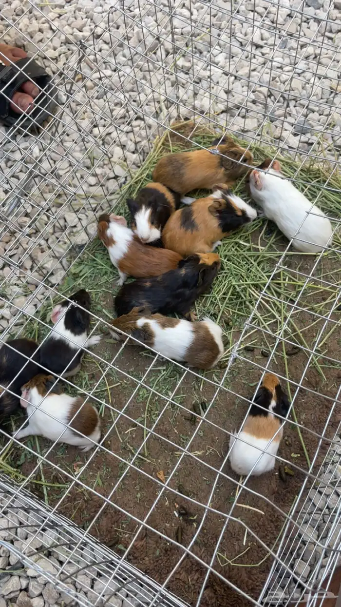 وبران بلدي 1